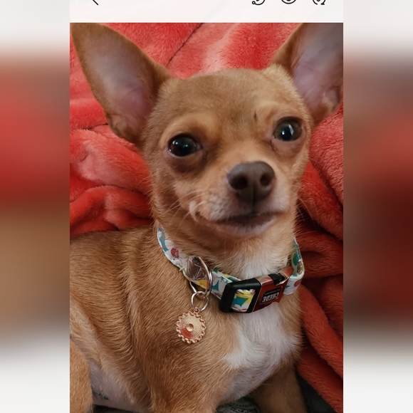 Meet your Posher, Elaine - Picture 2 of 4